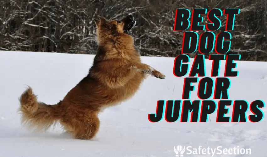 Best Dog Gate For Jumpers