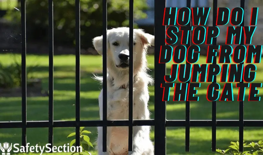 How Do I Stop My Dog from Jumping The Gate?